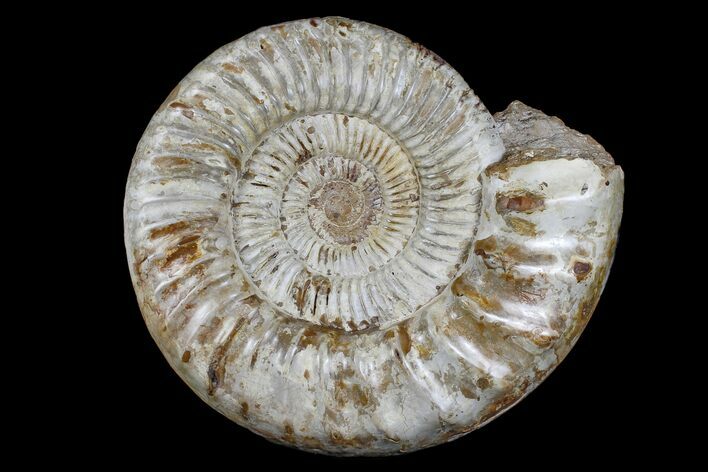 Large, Jurassic Ammonite Fossil - Madagascar #166003